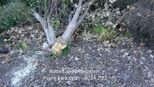 Cyclone Dovi clean-up